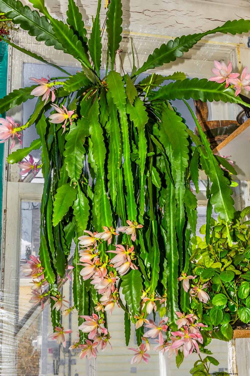 Epiphyllum Care:een complete gids voor het binnenshuis kweken van orchideecactussen 