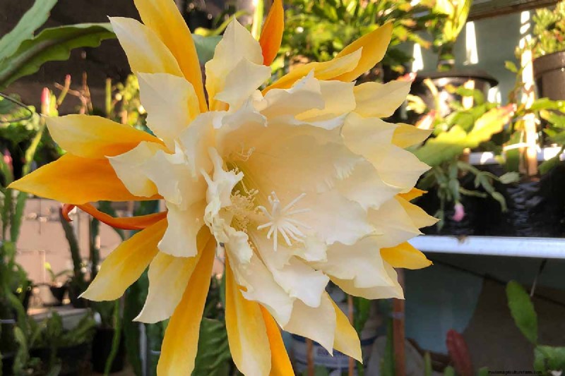 Epiphyllum Care:een complete gids voor het binnenshuis kweken van orchideecactussen 