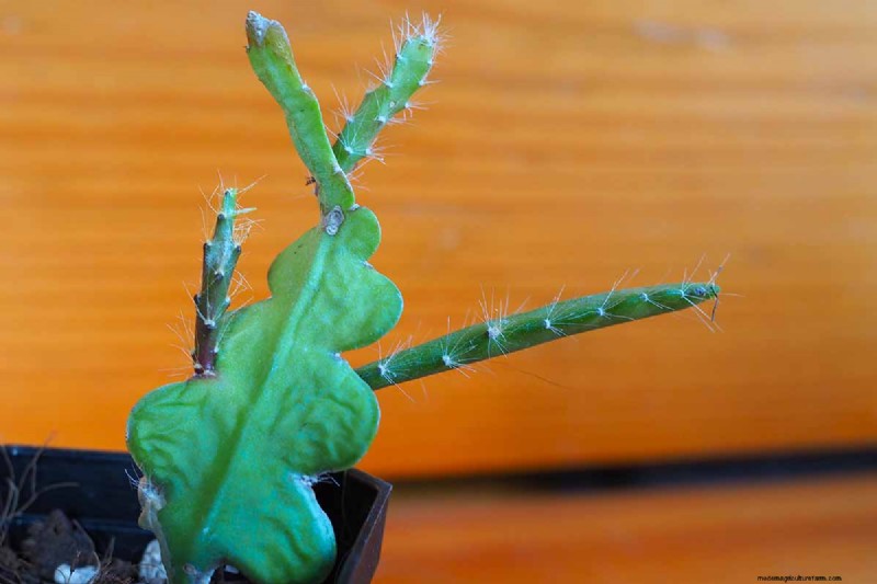 Epiphyllum Care:een complete gids voor het binnenshuis kweken van orchideecactussen 