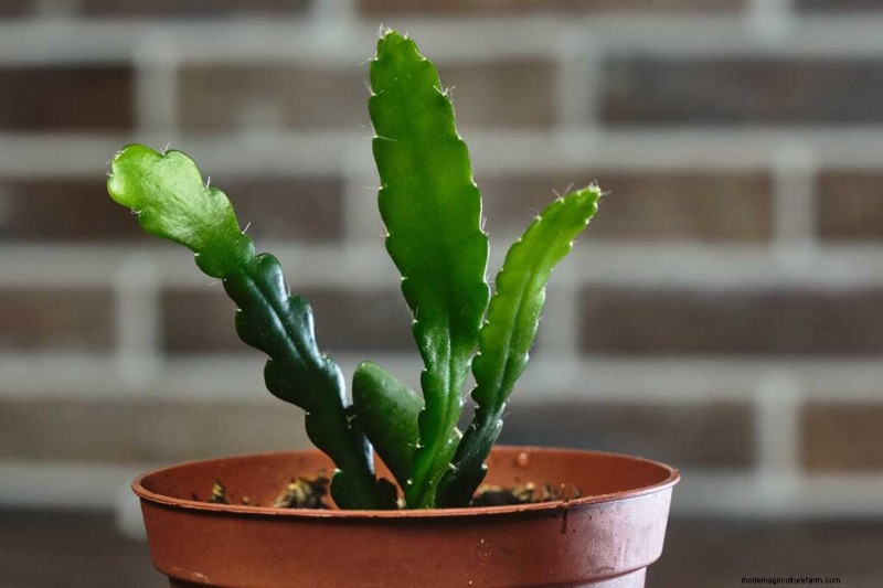 Epiphyllum Care:een complete gids voor het binnenshuis kweken van orchideecactussen 