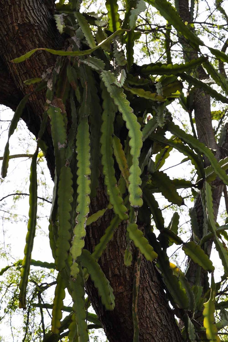 Epiphyllum Care:een complete gids voor het binnenshuis kweken van orchideecactussen 