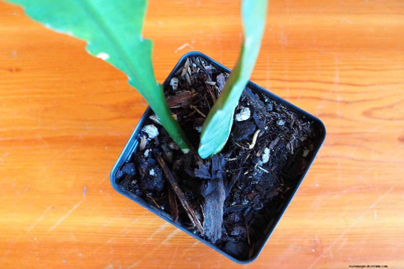 Epiphyllum Care:een complete gids voor het binnenshuis kweken van orchideecactussen 