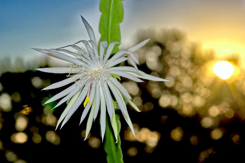 Epiphyllum Care:een complete gids voor het binnenshuis kweken van orchideecactussen 