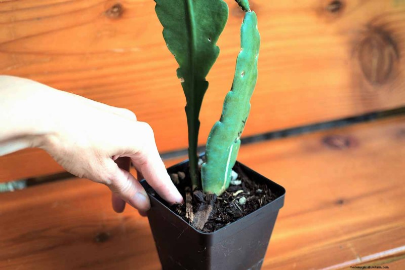 Epiphyllum Care:een complete gids voor het binnenshuis kweken van orchideecactussen 