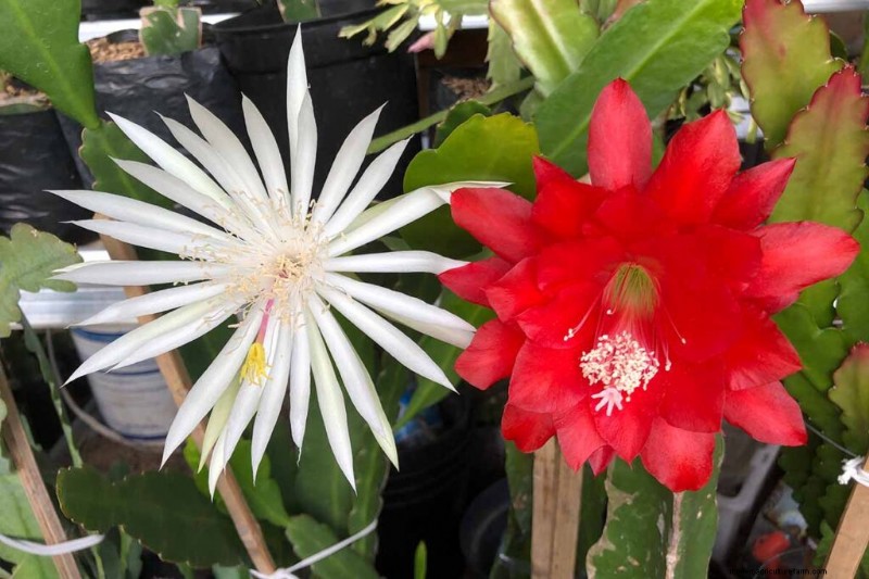 Epiphyllum Care:een complete gids voor het binnenshuis kweken van orchideecactussen 