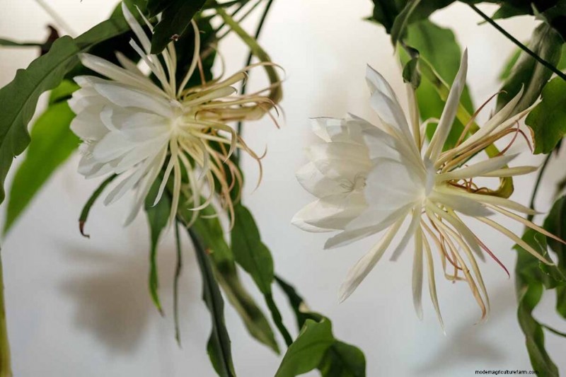 Epiphyllum Care:een complete gids voor het binnenshuis kweken van orchideecactussen 
