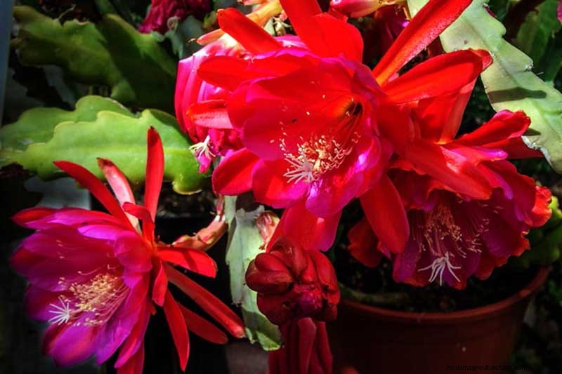 Epiphyllum Care:een complete gids voor het binnenshuis kweken van orchideecactussen 