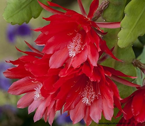 Epiphyllum Care:een complete gids voor het binnenshuis kweken van orchideecactussen 