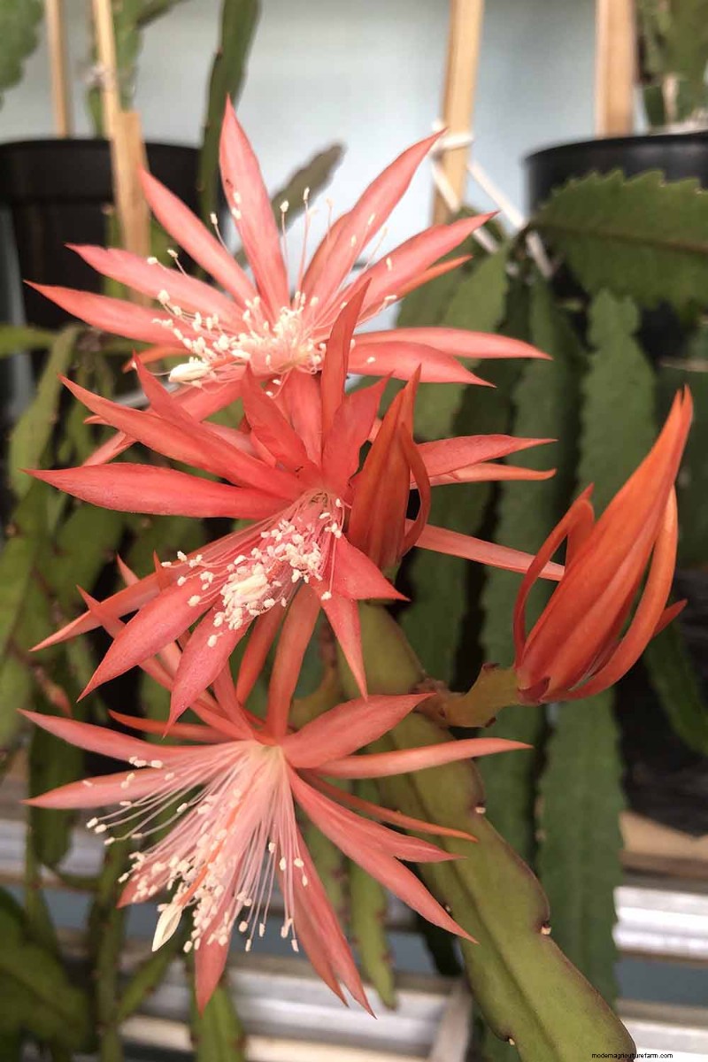 Epiphyllum Care:een complete gids voor het binnenshuis kweken van orchideecactussen 