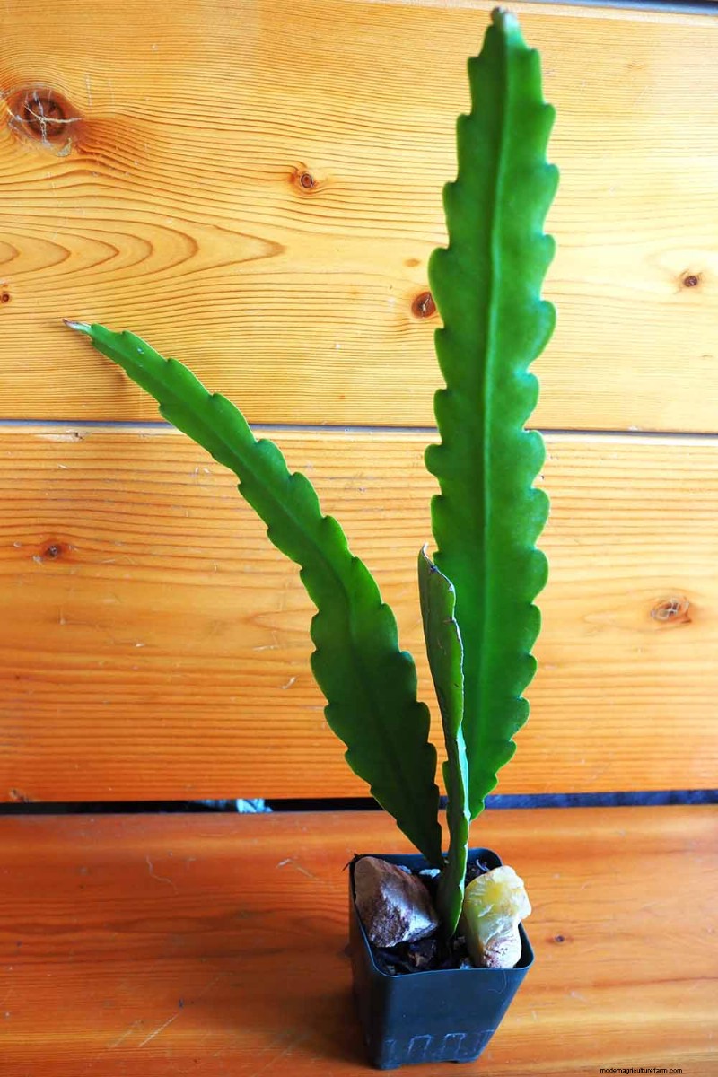 Epiphyllum Care:een complete gids voor het binnenshuis kweken van orchideecactussen 