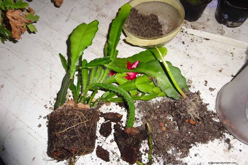 Epiphyllum Care:een complete gids voor het binnenshuis kweken van orchideecactussen 