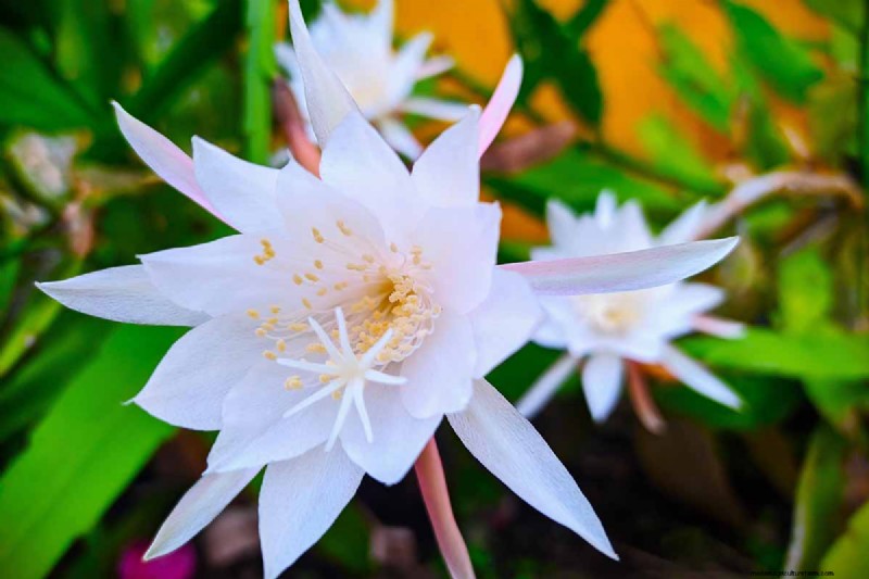 Epiphyllum Care:een complete gids voor het binnenshuis kweken van orchideecactussen 
