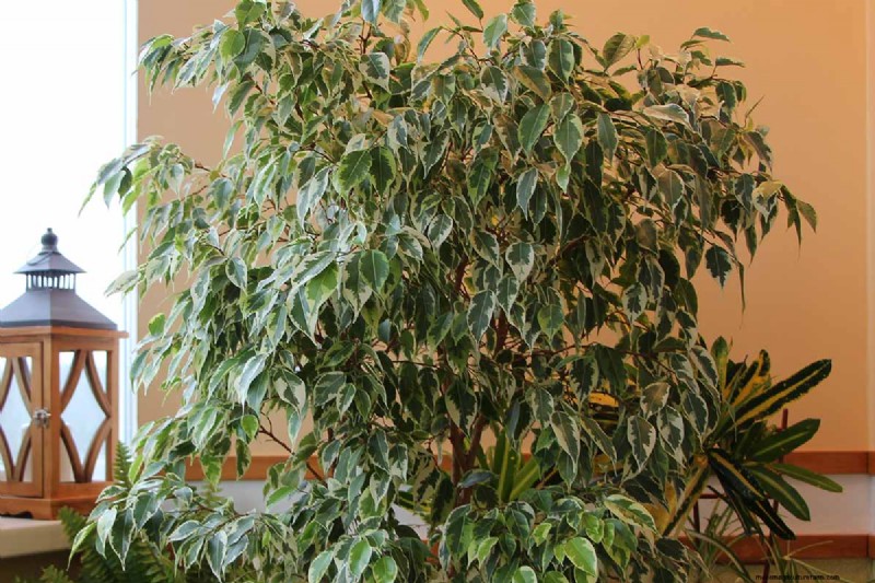 Cura del fico piangente:una guida completa alla coltivazione del Ficus Benjamina 