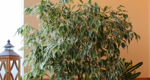 Trauerfeigenpflege:Eine vollständige Anleitung zum Anbau von Ficus Benjamina 