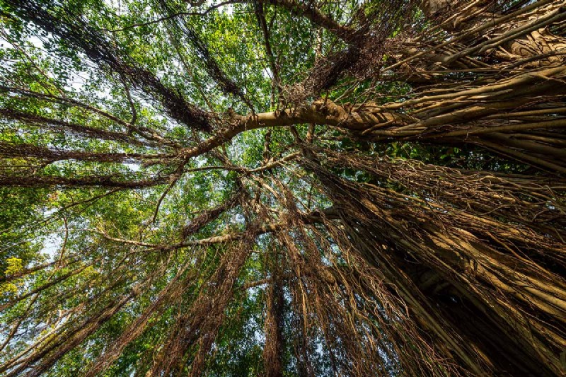 Cura del fico piangente:una guida completa alla coltivazione del Ficus Benjamina 