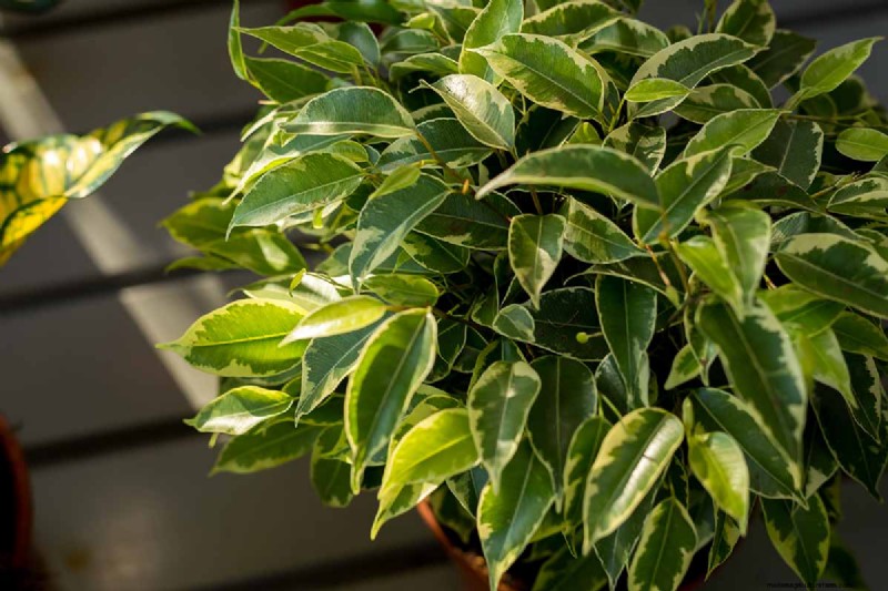 Cura del fico piangente:una guida completa alla coltivazione del Ficus Benjamina 