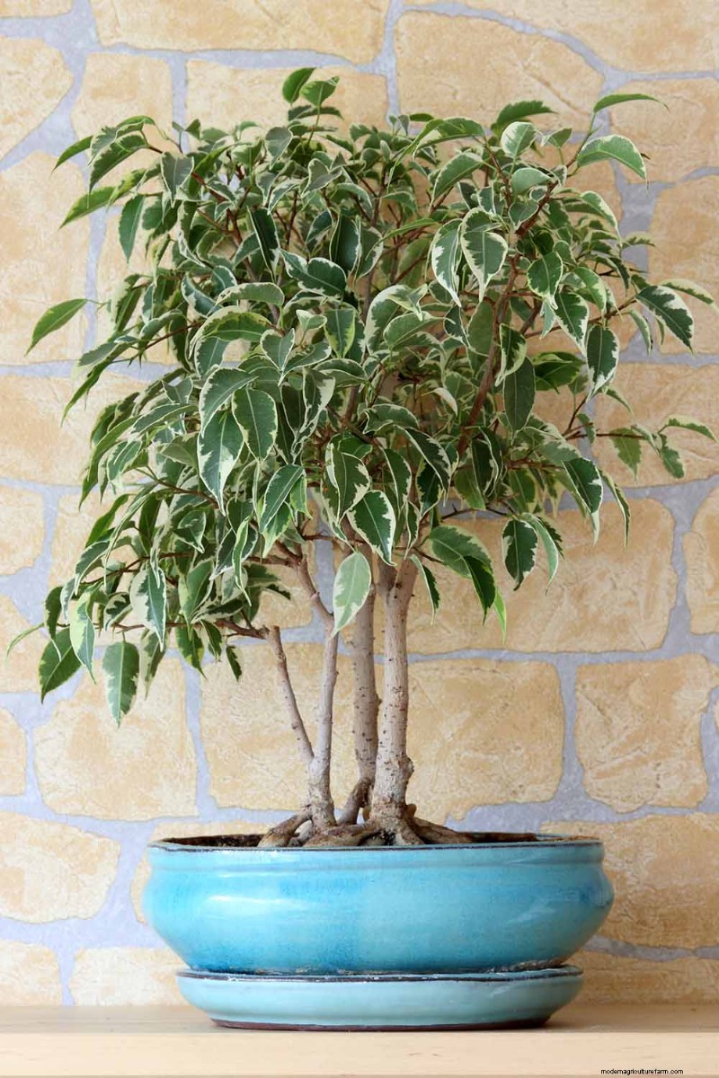 Cura del fico piangente:una guida completa alla coltivazione del Ficus Benjamina 