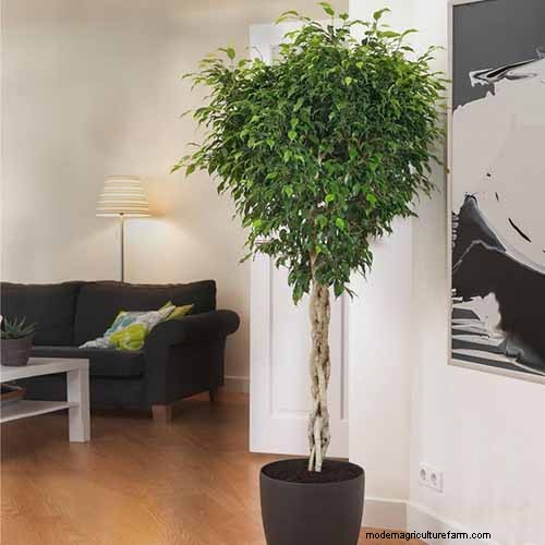 Cura del fico piangente:una guida completa alla coltivazione del Ficus Benjamina 