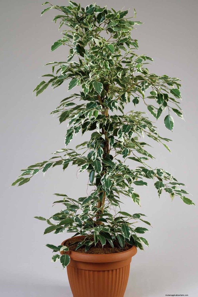 Cura del fico piangente:una guida completa alla coltivazione del Ficus Benjamina 