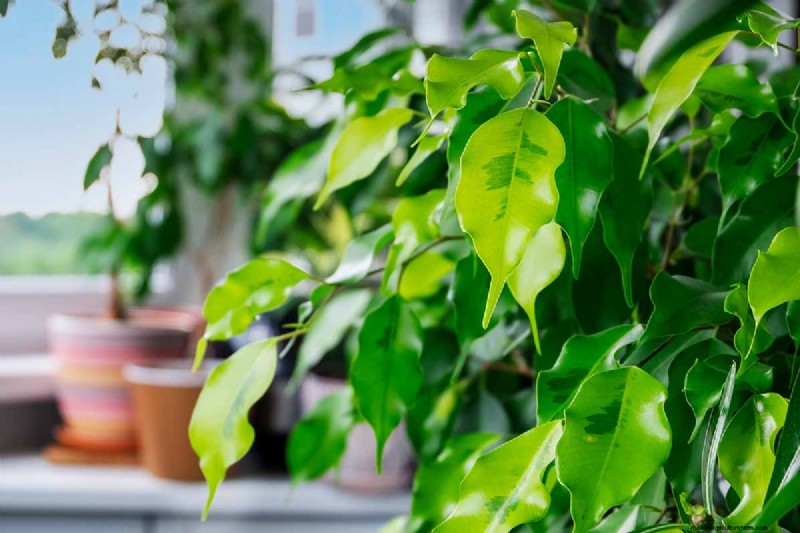 Cura del fico piangente:una guida completa alla coltivazione del Ficus Benjamina 