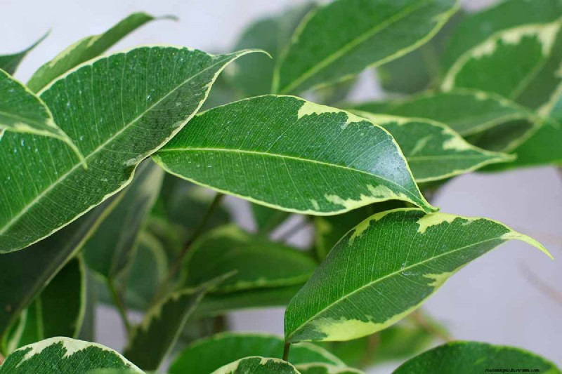 Cura del fico piangente:una guida completa alla coltivazione del Ficus Benjamina 