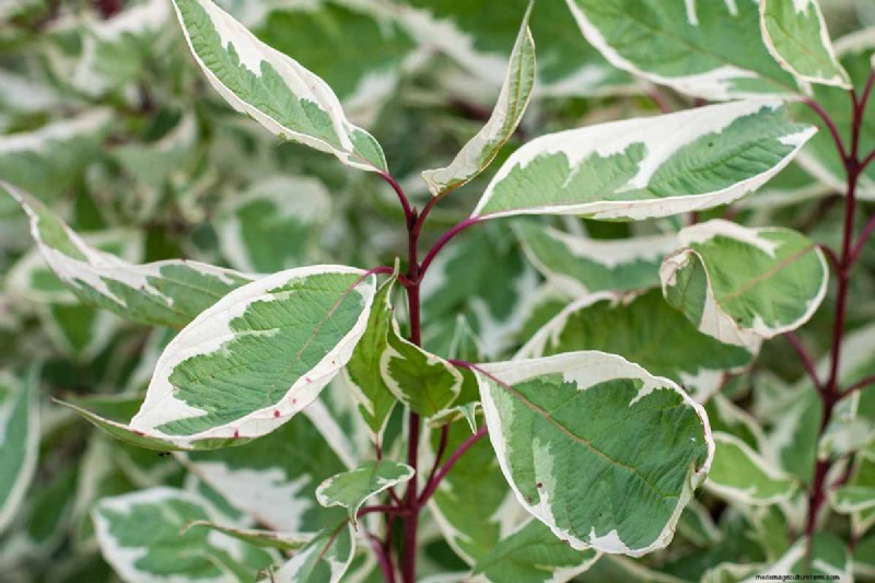Cura del fico piangente:una guida completa alla coltivazione del Ficus Benjamina 