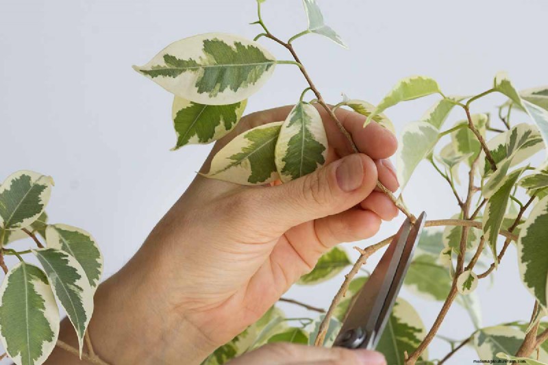 Cura del fico piangente:una guida completa alla coltivazione del Ficus Benjamina 
