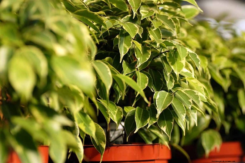 Cura del fico piangente:una guida completa alla coltivazione del Ficus Benjamina 