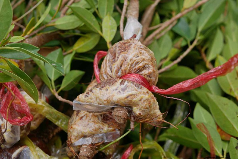 Cura del fico piangente:una guida completa alla coltivazione del Ficus Benjamina 