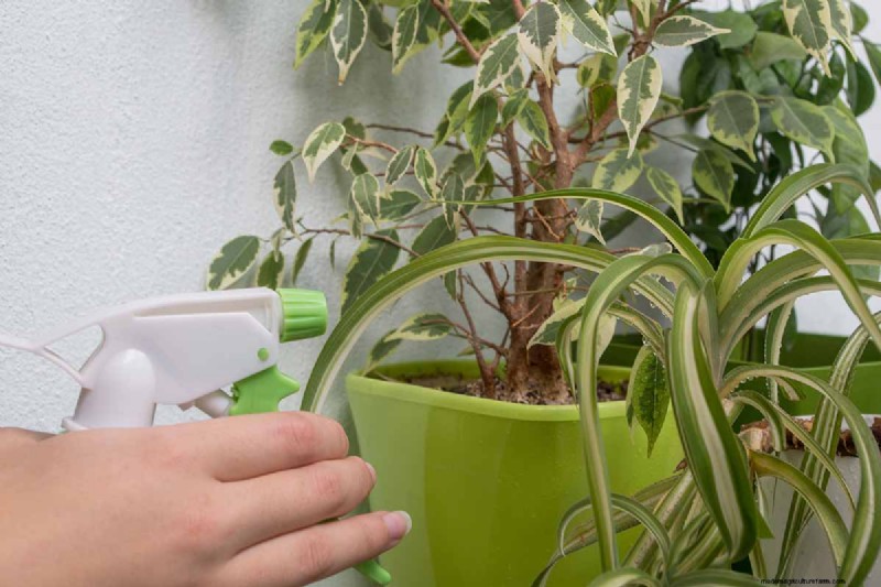 Cura del fico piangente:una guida completa alla coltivazione del Ficus Benjamina 