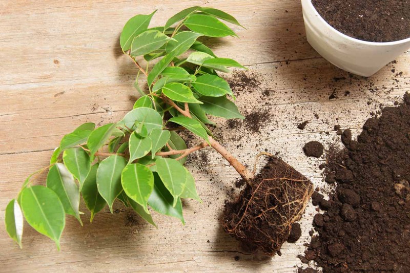 Cura del fico piangente:una guida completa alla coltivazione del Ficus Benjamina 