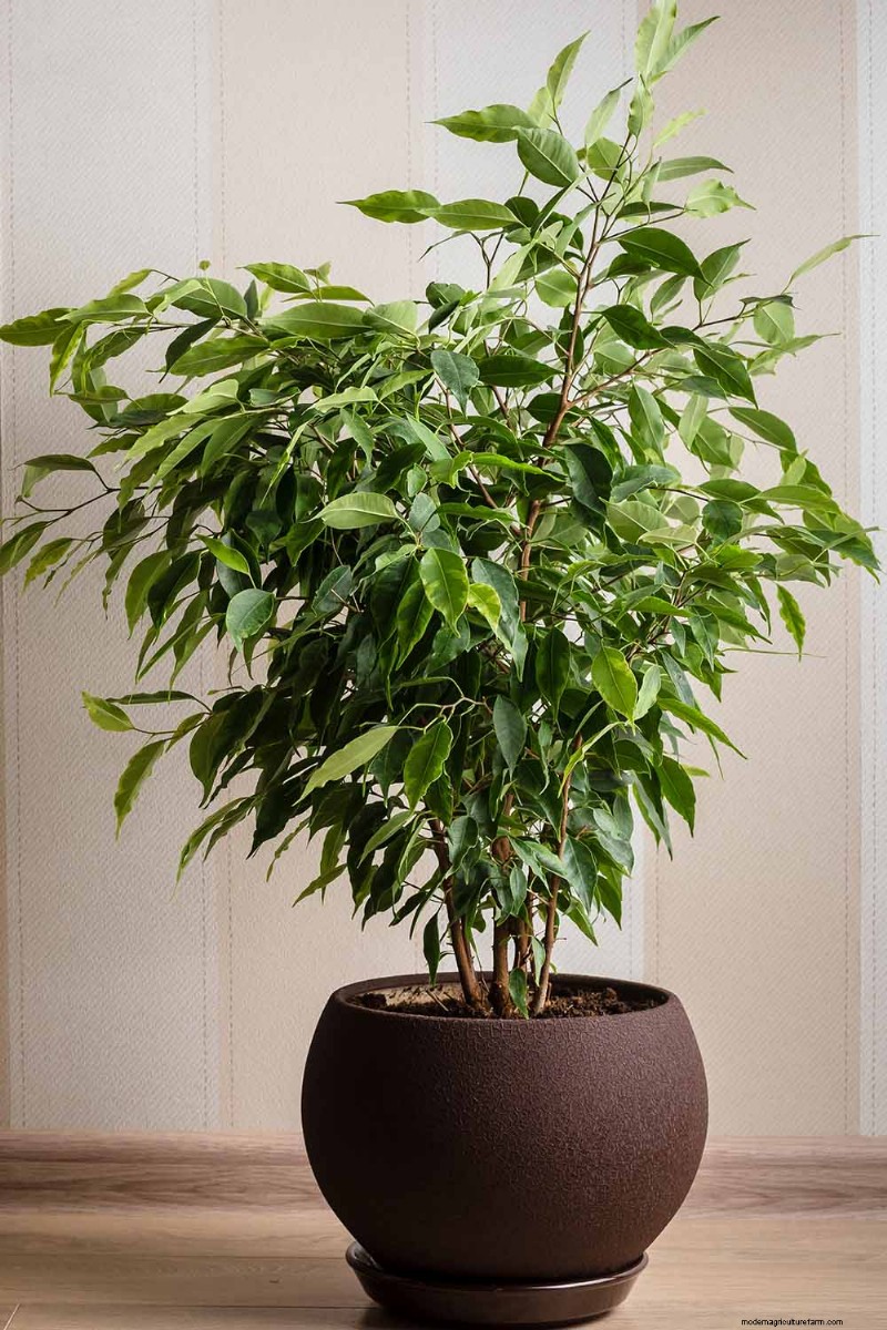 Cura del fico piangente:una guida completa alla coltivazione del Ficus Benjamina 