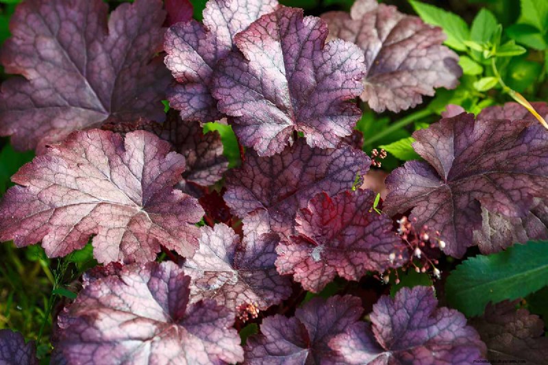Coral Bells (Heuchera):guida alla coltivazione e alla cura del fogliame vivace 