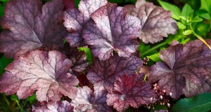 Korallenglocken (Heuchera):Wachstums- und Pflegeanleitung für lebendiges Laub 