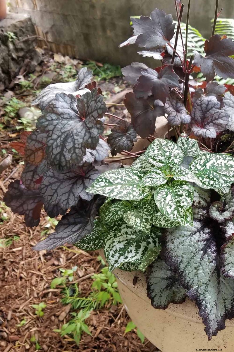 Coral Bells (Heuchera):guida alla coltivazione e alla cura del fogliame vivace 