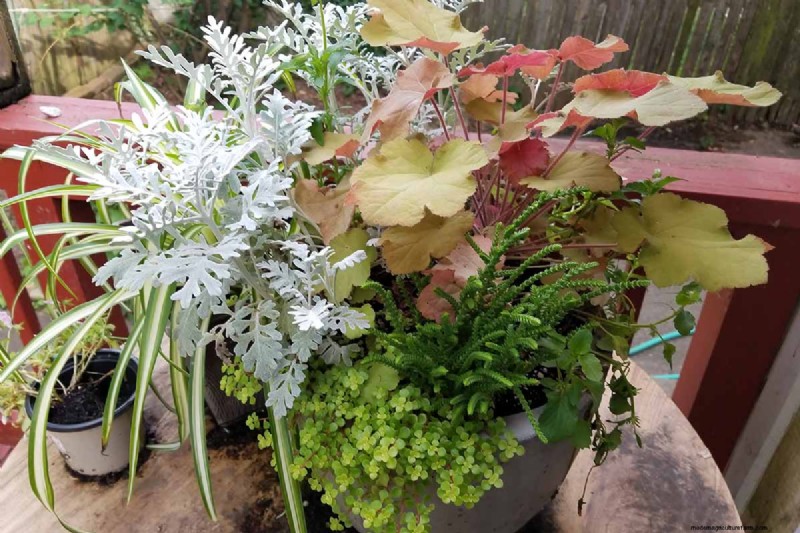 Coral Bells (Heuchera):guida alla coltivazione e alla cura del fogliame vivace 