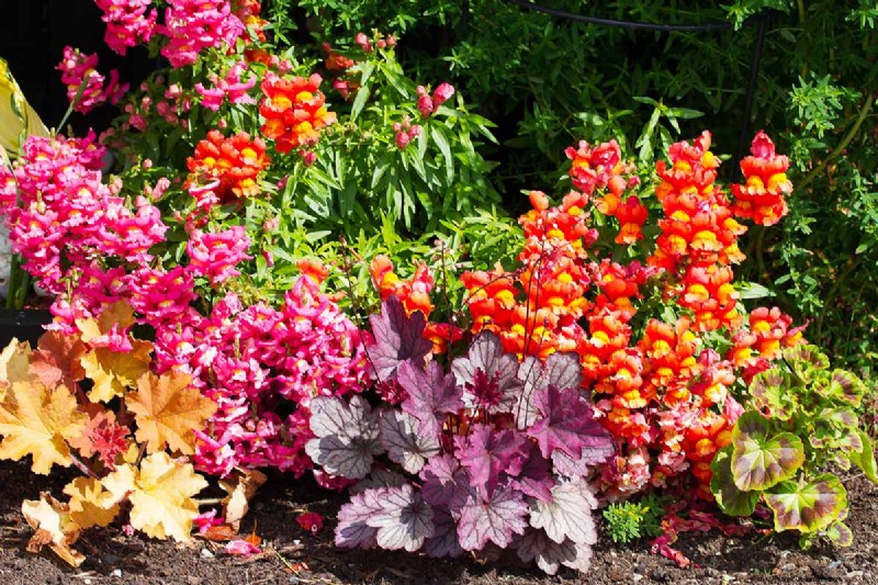 Coral Bells (Heuchera):guida alla coltivazione e alla cura del fogliame vivace 
