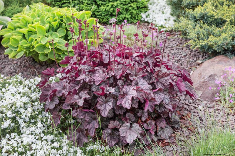 Coral Bells (Heuchera):guida alla coltivazione e alla cura del fogliame vivace 