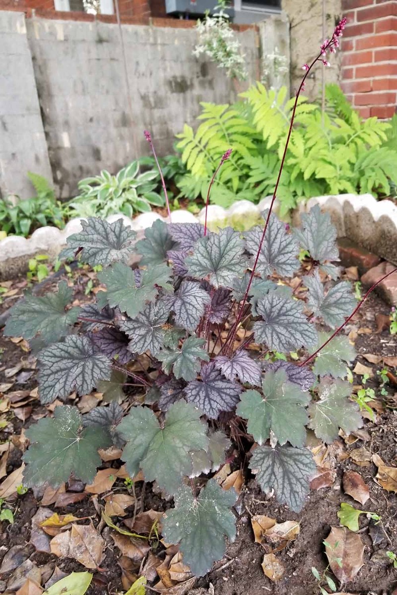 Coral Bells (Heuchera):guida alla coltivazione e alla cura del fogliame vivace 