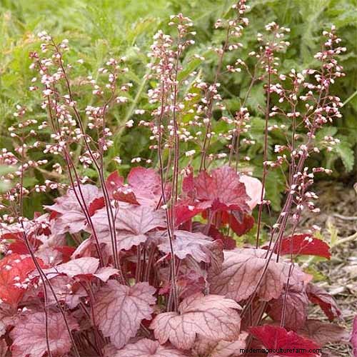 Coral Bells (Heuchera):guida alla coltivazione e alla cura del fogliame vivace 