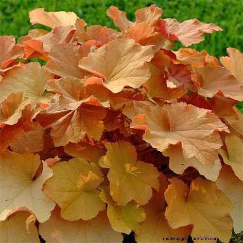 Coral Bells (Heuchera):guida alla coltivazione e alla cura del fogliame vivace 