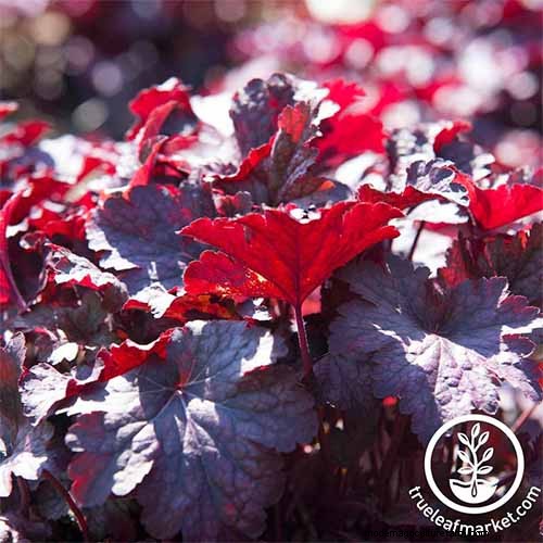 Coral Bells (Heuchera):guida alla coltivazione e alla cura del fogliame vivace 
