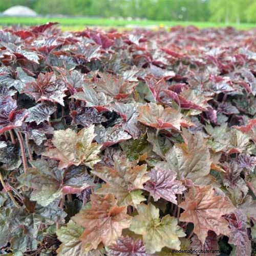 Coral Bells (Heuchera):guida alla coltivazione e alla cura del fogliame vivace 