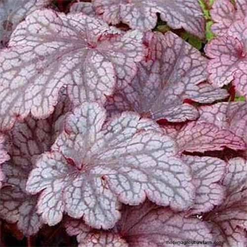 Coral Bells (Heuchera):guida alla coltivazione e alla cura del fogliame vivace 