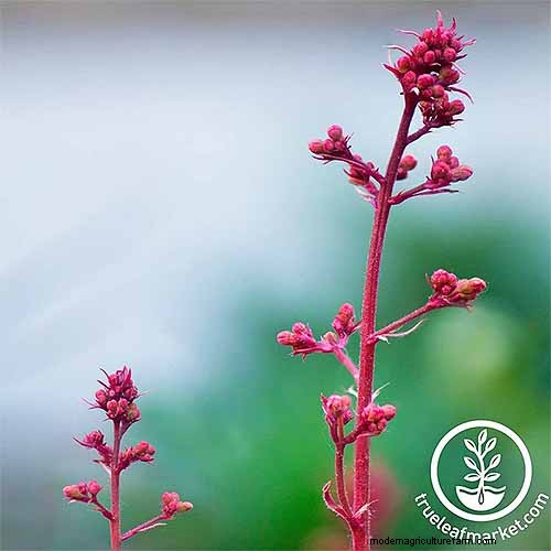 Coral Bells (Heuchera):guida alla coltivazione e alla cura del fogliame vivace 