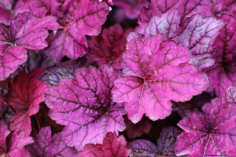 Coral Bells (Heuchera):guida alla coltivazione e alla cura del fogliame vivace 