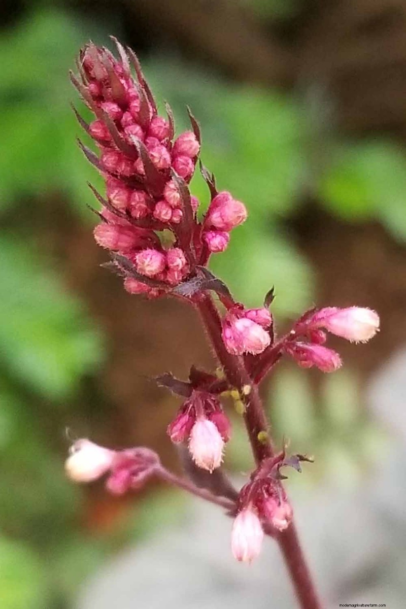 Coral Bells (Heuchera):guida alla coltivazione e alla cura del fogliame vivace 