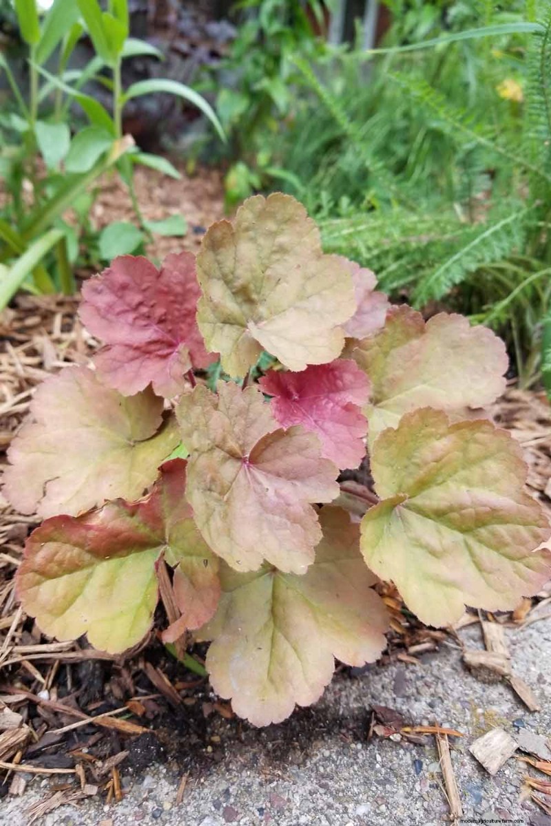 Coral Bells (Heuchera):guida alla coltivazione e alla cura del fogliame vivace 