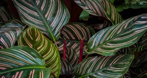 Pinstripe Calathea:kweek- en verzorgingsgids voor elegant blad 