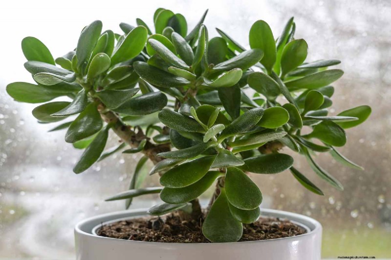 ヒスイの植物の手入れ:Crassula ovata を成長させるための包括的なガイド 